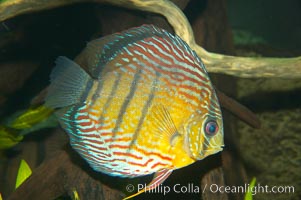 Wild discus.  The female wild discuss will lay several hundred eggs and guard them until they hatch.  Once they emerge, the young fish attach themselves to the sides of their parents for the first few weeks of their lives, feeding on a milky secretion produced by glands in the parents flanks, Symphysodon discus