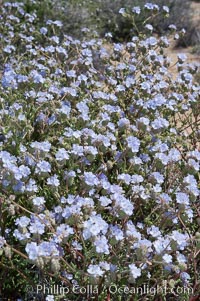 Wild heliotrope, an ephemeral shrub of the Colorado Desert, Phacelia distans, Joshua Tree National Park, California