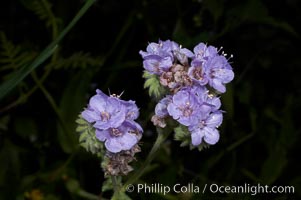 Wild heliotrope blooms in spring, Batiquitos Lagoon, Carlsbad, Phacelia distans