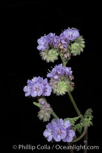 Wild heliotrope blooms in spring, Batiquitos Lagoon, Carlsbad, Phacelia distans