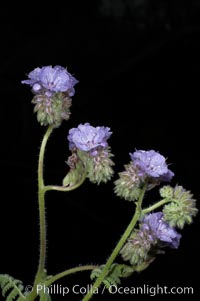 Wild heliotrope blooms in spring, Batiquitos Lagoon, Carlsbad, Phacelia distans