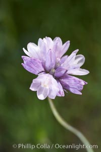 Wild hyacinth blooms in spring, Batiquitos Lagoon, Carlsbad, Dichelostemma capitatum capitatum