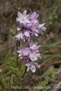 Wild hyacinth blooms in spring, Batiquitos Lagoon, Carlsbad, Dichelostemma capitatum capitatum