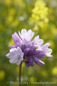 Wild hyacinth blooms in spring, Batiquitos Lagoon, Carlsbad, Dichelostemma capitatum capitatum