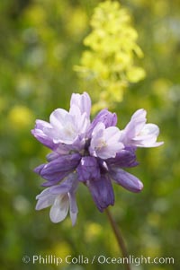 Wild hyacinth blooms in spring, Batiquitos Lagoon, Carlsbad, Dichelostemma capitatum capitatum