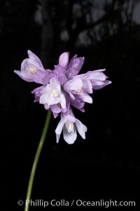 Wild hyacinth blooms in spring, Batiquitos Lagoon, Carlsbad, Dichelostemma capitatum capitatum