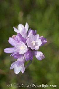 Wild hyacinth blooms in spring, Batiquitos Lagoon, Carlsbad, Dichelostemma capitatum capitatum