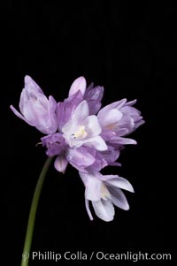 Wild hyacinth blooms in spring, Batiquitos Lagoon, Carlsbad, Dichelostemma capitatum capitatum