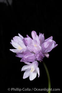 Wild hyacinth blooms in spring, Batiquitos Lagoon, Carlsbad, Dichelostemma capitatum capitatum