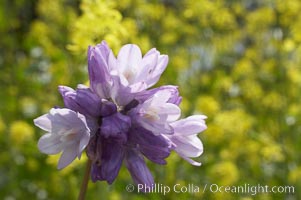 Wild hyacinth blooms in spring, Batiquitos Lagoon, Carlsbad, Dichelostemma capitatum capitatum