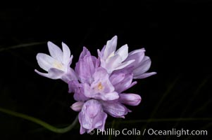 Wild hyacinth blooms in spring, Batiquitos Lagoon, Carlsbad, Dichelostemma capitatum capitatum