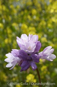 Wild hyacinth blooms in spring, Batiquitos Lagoon, Carlsbad, Dichelostemma capitatum capitatum