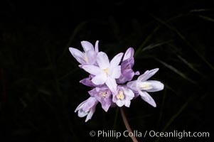 Wild hyacinth blooms in spring, Batiquitos Lagoon, Carlsbad, Dichelostemma capitatum capitatum