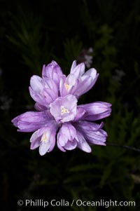 Wild hyacinth blooms in spring, Batiquitos Lagoon, Carlsbad, Dichelostemma capitatum capitatum