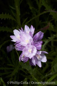 Wild hyacinth blooms in spring, Batiquitos Lagoon, Carlsbad, Dichelostemma capitatum capitatum