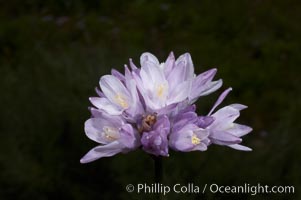 Wild hyacinth blooms in spring, Batiquitos Lagoon, Carlsbad, Dichelostemma capitatum capitatum