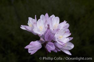 Wild hyacinth blooms in spring, Batiquitos Lagoon, Carlsbad, Dichelostemma capitatum capitatum