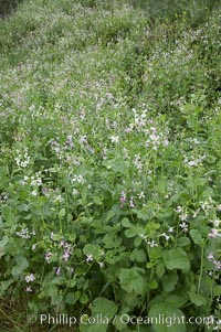 Wild radish blooms in spring, Batiquitos Lagoon, Carlsbad, Raphanus sativus