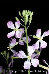 Wild radish blooms in spring, Batiquitos Lagoon, Carlsbad, Raphanus sativus