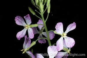 Wild radish blooms in spring, Batiquitos Lagoon, Carlsbad, Raphanus sativus