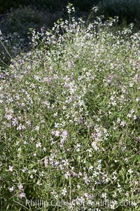 Wild radish blooms in spring, Batiquitos Lagoon, Carlsbad, Raphanus sativus