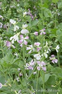 Wild radish blooms in spring, Batiquitos Lagoon, Carlsbad, Raphanus sativus