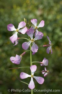 Wild radish blooms in spring, Batiquitos Lagoon, Carlsbad, Raphanus sativus