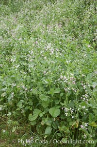 Wild radish blooms in spring, Batiquitos Lagoon, Carlsbad, Raphanus sativus