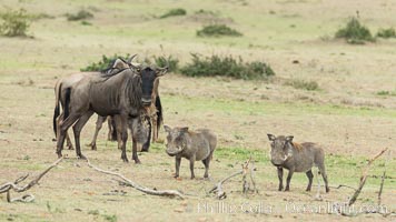 Wildebeest and Warthog, Olare Orok Conservancy, Kenya., Connochaetes taurinus, natural history stock photograph, photo id 30053