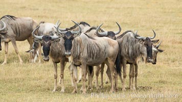 Wildebeest Herd, Amboseli National Park, Kenya, Connochaetes taurinus