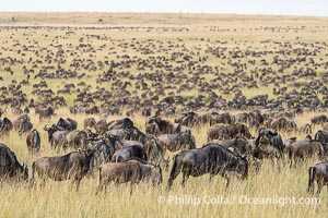Wildebeest Herd in the Great Migration, Masai Mara, Kenya, Connochaetes taurinus, Maasai Mara National Reserve