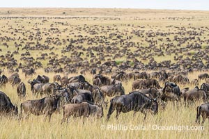 Wildebeest Herd in the Great Migration, Masai Mara, Kenya, Connochaetes taurinus, Maasai Mara National Reserve