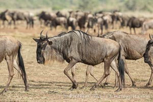 Wildebeest Herd, Maasai Mara National Reserve, Kenya, Connochaetes taurinus