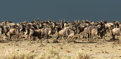 Wildebeest Herd, Maasai Mara National Reserve, Kenya, Connochaetes taurinus