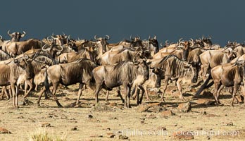 Wildebeest Herd, Maasai Mara National Reserve, Kenya