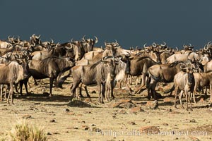 Wildebeest Herd, Maasai Mara National Reserve, Kenya