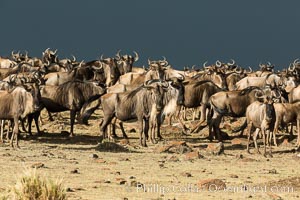 Wildebeest Herd, Maasai Mara National Reserve, Kenya, Connochaetes taurinus