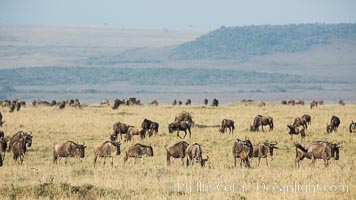 Wildebeest Herd, Maasai Mara National Reserve, Kenya, Connochaetes taurinus