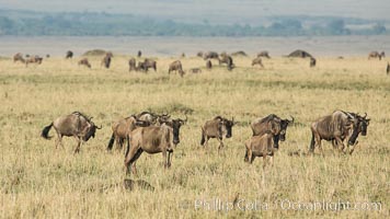 Wildebeest Herd, Maasai Mara National Reserve, Kenya, Connochaetes taurinus