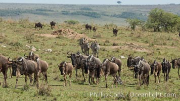 Wildebeest Herd, Maasai Mara National Reserve, Kenya, Connochaetes taurinus