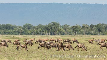 Wildebeest Herd, Maasai Mara National Reserve, Kenya, Connochaetes taurinus