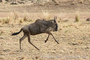 Wildebeest, Maasai Mara National Reserve, Kenya, Maasai Mara National Reserve, Kenya., Connochaetes taurinus, natural history stock photograph, photo id 29780