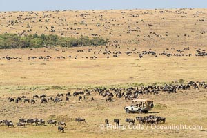 Wildebeest Migration in the Maasai Mara Reserve, Kenya, Connochaetes taurinus, Maasai Mara National Reserve