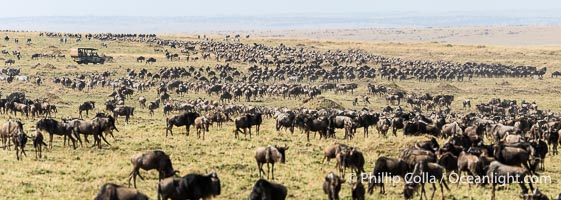 Wildebeest Migration in the Maasai Mara Reserve, Kenya, Connochaetes taurinus, Maasai Mara National Reserve