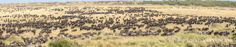 Wildebeest Migration in the Maasai Mara Reserve, Kenya, Connochaetes taurinus, Maasai Mara National Reserve