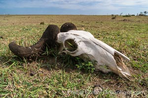 Wildebeest skull, with horn moth larval casings on the horns, greater Maasai Mara, Kenya