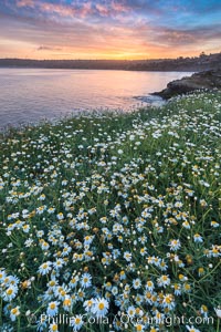 Wildflowers along the La Jolla Cove cliffs, sunrise