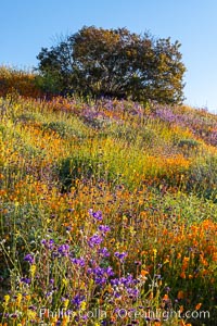 Wildflowers and California Poppies in Bloom, Elsinore, Eschscholzia californica