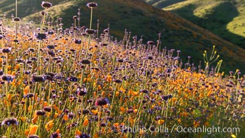 Wildflowers and California Poppies in Bloom, Elsinore, Eschscholzia californica