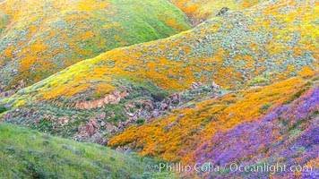 Wildflowers and California Poppies in Bloom, Elsinore, Eschscholzia californica